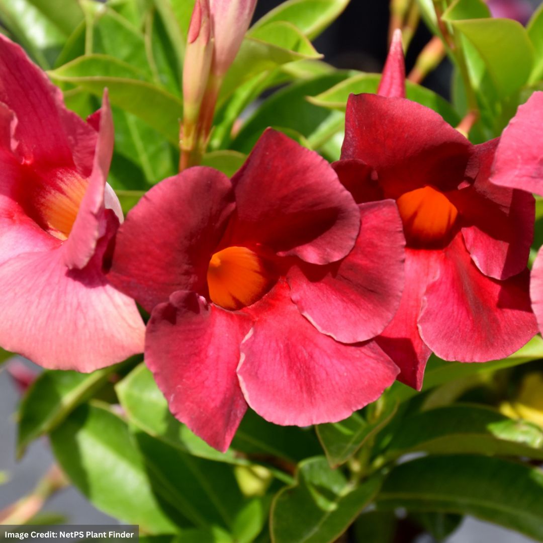 Dipladenia Bush – Sundenia® Crimson – 6″ Pot